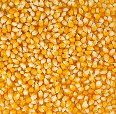 yellow-maize-1625278740-5882006